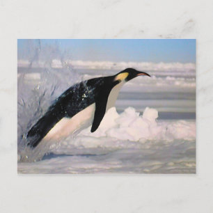 Emperor arctic and antarctic penguin postcard