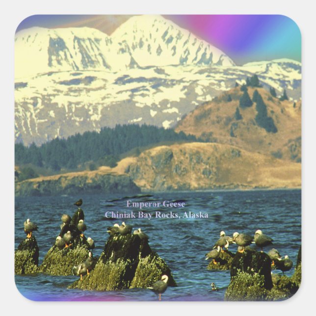 Emperor Geese on Chiniak Bay near Chiniak, Alaska Square Sticker (Front)