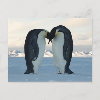 Emperor Kiss Postcard