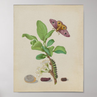 Emperor Moth & Damson Plum — Maria Sibylla Merian Poster