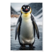 Emperor Penguin 2