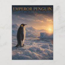 Emperor Penguin Antarctic Ice ANIMALS