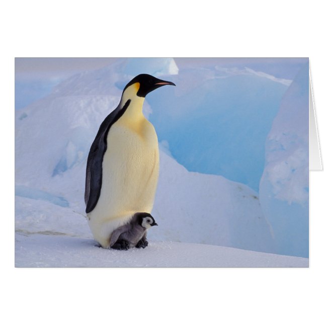 Emperor Penguin | Aptenodytes (Front Horizontal)