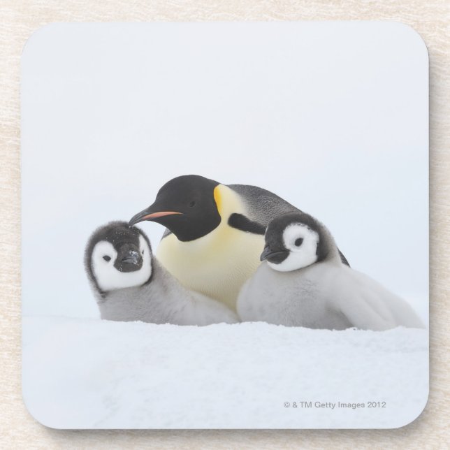 Emperor Penguin (Aptenodytes forsteri) 2 Coaster (Front)