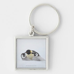 Emperor Penguin (Aptenodytes forsteri) 2 Key Ring