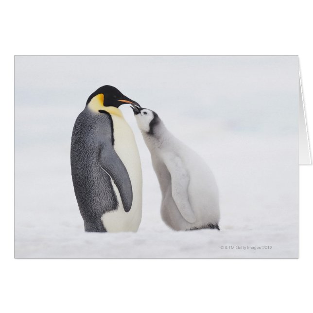 Emperor penguin (Aptenodytes forsteri), chick (Front Horizontal)