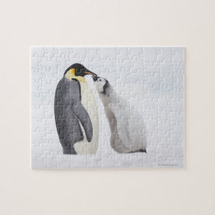 Emperor penguin (Aptenodytes forsteri), chick Jigsaw Puzzle