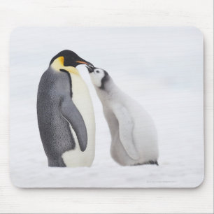 Emperor penguin (Aptenodytes forsteri), chick Mouse Mat