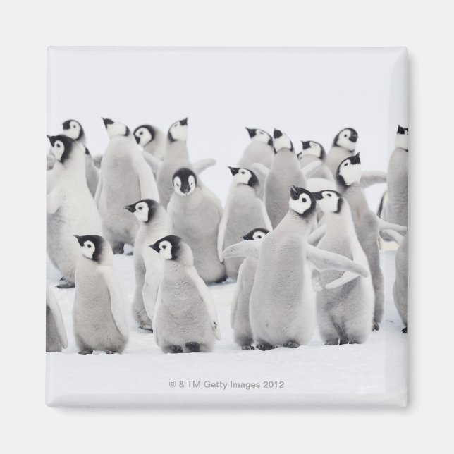 Emperor penguin (Aptenodytes forsteri), group of Magnet (Front)