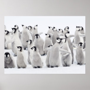 Emperor penguin (Aptenodytes forsteri), group of Poster