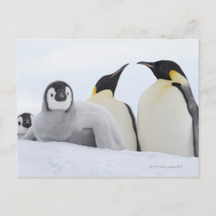 Emperor Penguin (Aptenodytes forsteri) Postcard
