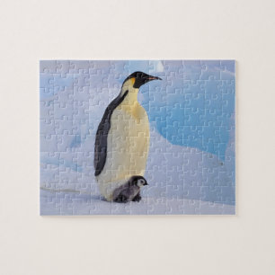 Emperor Penguin Aptenodytes Jigsaw Puzzle