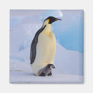 Emperor Penguin Aptenodytes Magnet