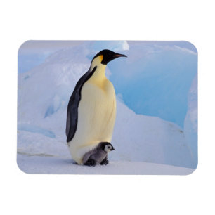 Emperor Penguin Aptenodytes Magnet