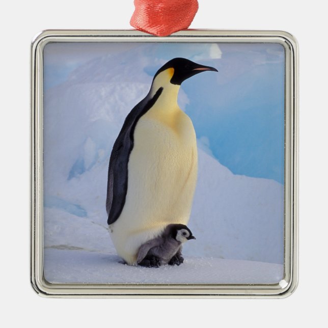 Emperor Penguin | Aptenodytes Metal Tree Decoration (Front)