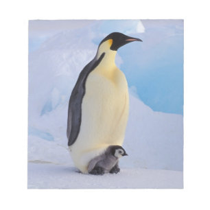 Emperor Penguin Aptenodytes Notepad