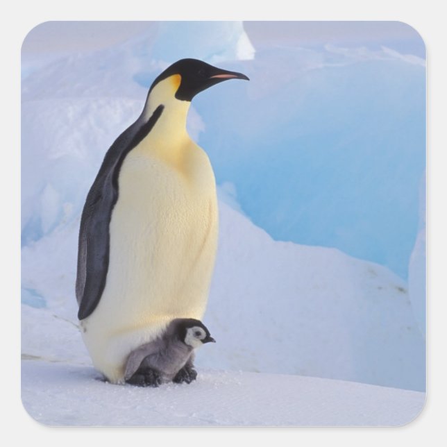 Emperor Penguin | Aptenodytes Square Sticker (Front)