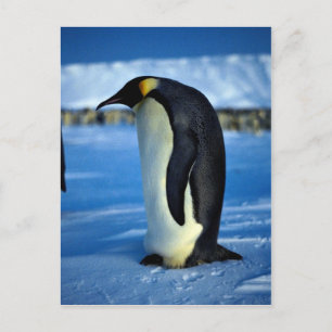 Emperor penguin by moonlight postcard