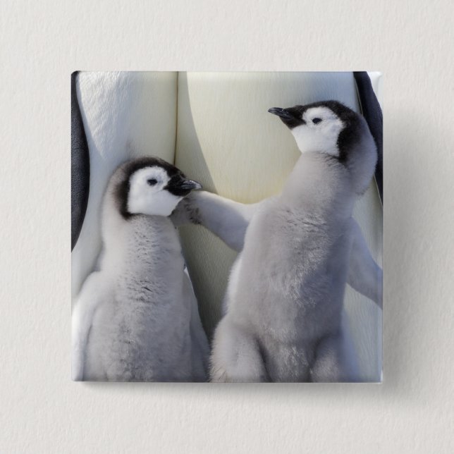 Emperor Penguin Chick 15 Cm Square Badge (Front)