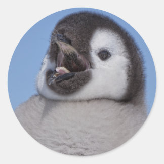 Emperor Penguin Chick Classic Round Sticker