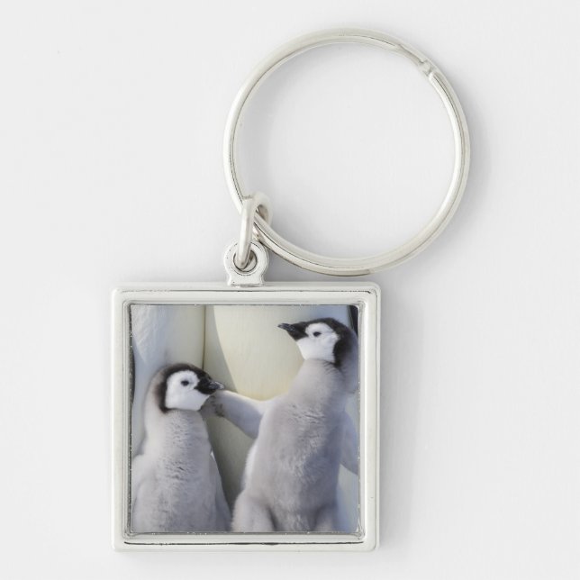 Emperor Penguin Chick Key Ring (Front)