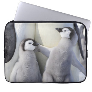 Emperor Penguin Chick Laptop Sleeve