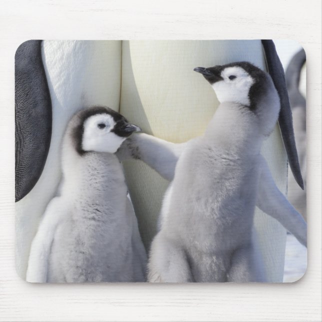 Emperor Penguin Chick Mouse Mat (Front)