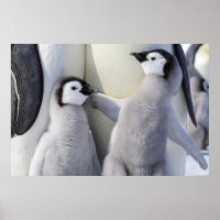 Emperor Penguin Chick