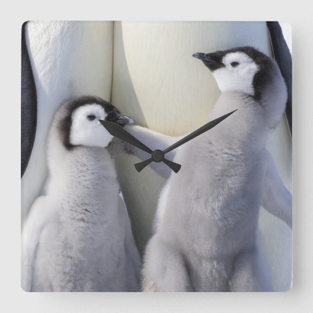 Emperor Penguin Chick Square Wall Clock (Front)