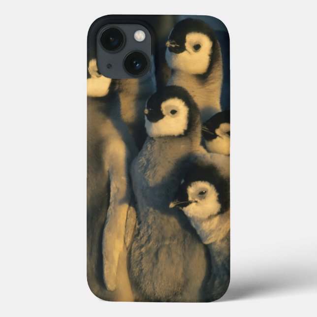 Emperor Penguin chicks in creche, Aptenodytes Case-Mate iPhone Case (Back)