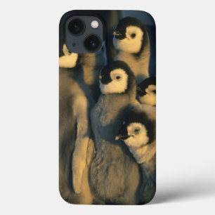 Emperor Penguin chicks in creche, Aptenodytes iPhone 13 Case