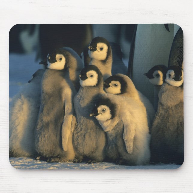 Emperor Penguin chicks in creche, Aptenodytes Mouse Mat (Front)