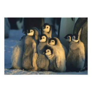 Emperor Penguin chicks in creche, Aptenodytes Photo Print