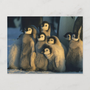 Emperor Penguin chicks in creche, Aptenodytes Postcard