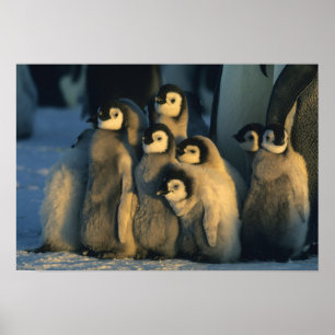 Emperor Penguin chicks in creche, Aptenodytes Poster