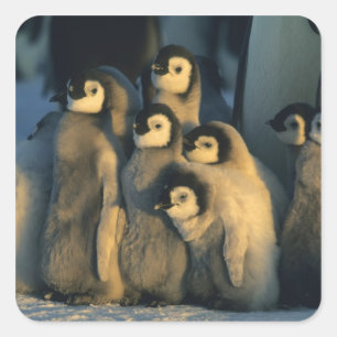 Emperor Penguin chicks in creche, Aptenodytes Square Sticker