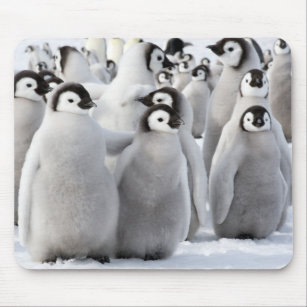 Emperor penguin chicks mouse mat