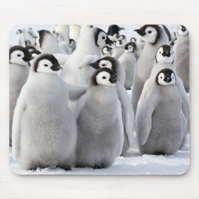 Emperor penguin chicks mouse mat (Front)