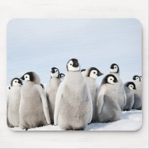 Emperor Penguin chicks - mouse pad