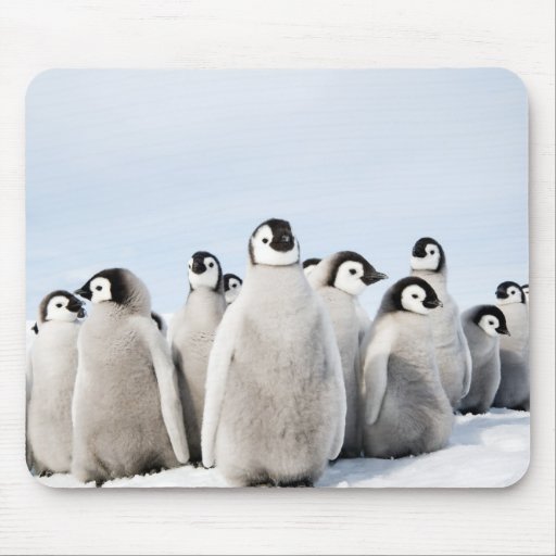 Image of Emperor Penguin chicks - mouse pad