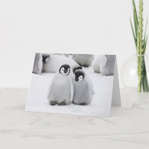 Emperor Penguin Chicks on Ice in Antarctica Card