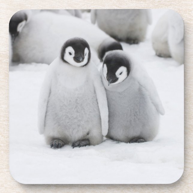 Emperor Penguin Chicks on Ice in Antarctica Coaster (Front)