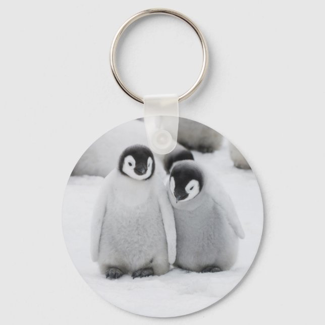 Emperor Penguin Chicks on Ice in Antarctica Key Ring (Front)