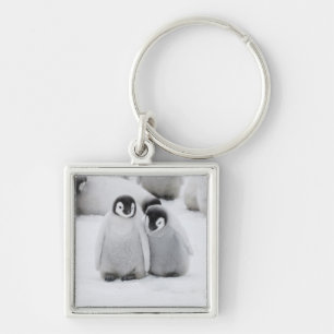 Emperor Penguin Chicks on Ice in Antarctica Key Ring