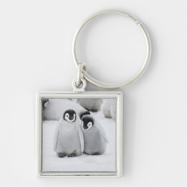 Emperor Penguin Chicks on Ice in Antarctica Key Ring (Front)