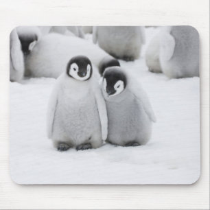 Emperor Penguin Chicks on Ice in Antarctica Mouse Mat