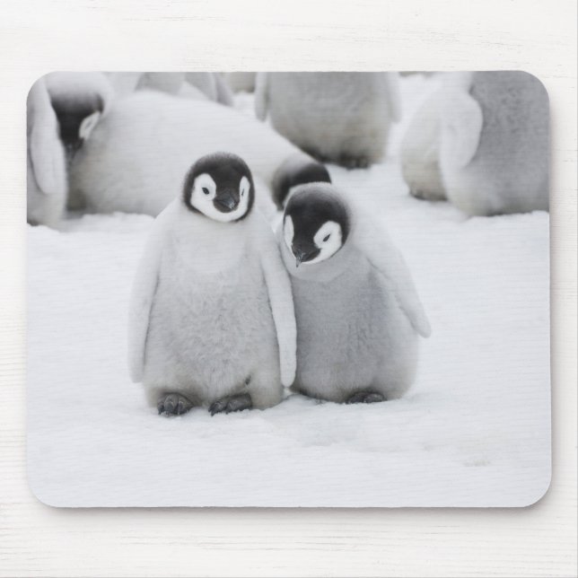 Emperor Penguin Chicks on Ice in Antarctica Mouse Mat (Front)