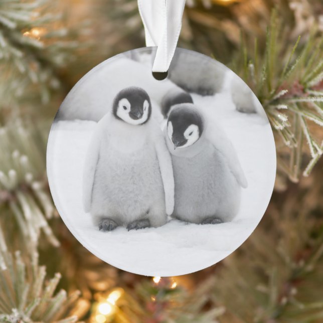 Emperor Penguin Chicks on Ice in Antarctica Ornament (Tree)