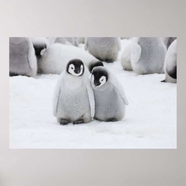 Emperor Penguin Chicks on Ice in Antarctica Poster (Front)