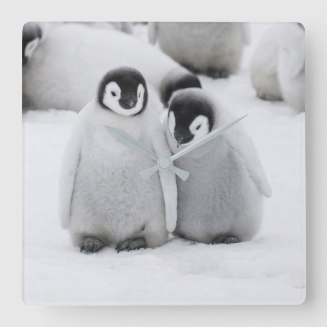 Emperor Penguin Chicks on Ice in Antarctica Square Wall Clock (Front)